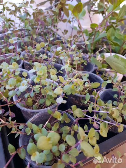 Комнатные растения