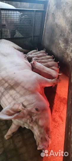 Поросята ландрас