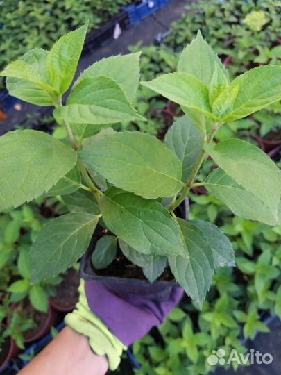 Гортензия метельчатая