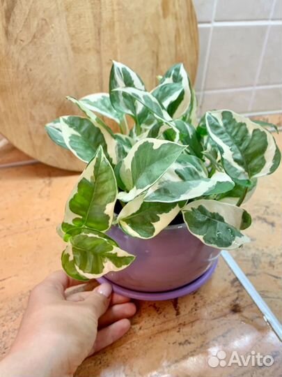 Эпипремнум энджой черенки