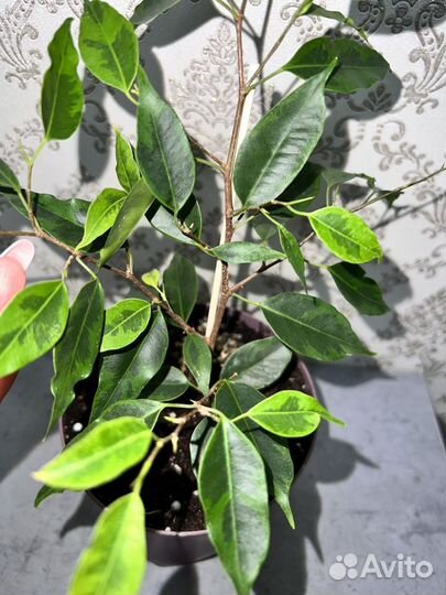 Фикусы сортовые