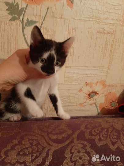 Кошка в дар бесплатно
