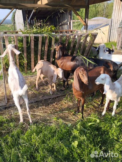 Нубийские козы