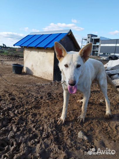 Собака ответственному хозяину