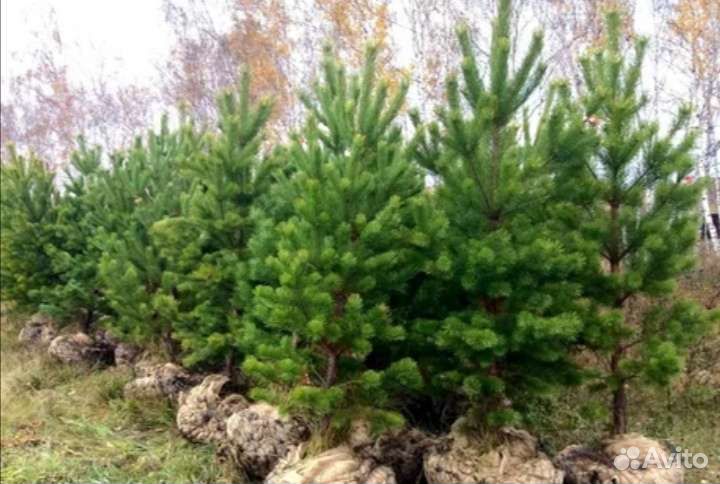 Саженцы хвойных деревьев
