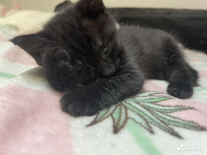 Котенок девочка в добрые руки