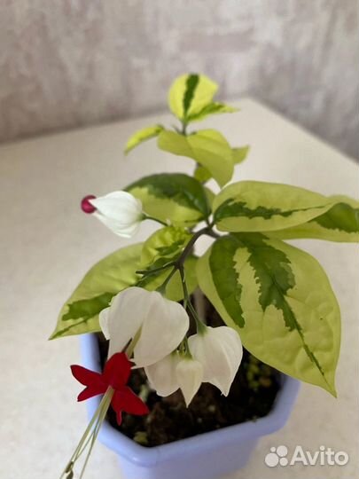 Клеродендрум Томпсона с белой вариегатностью