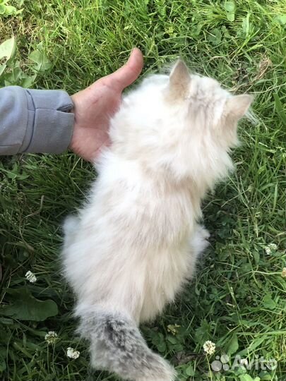 Сибирские котята