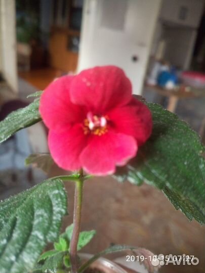 Комнатные цветы