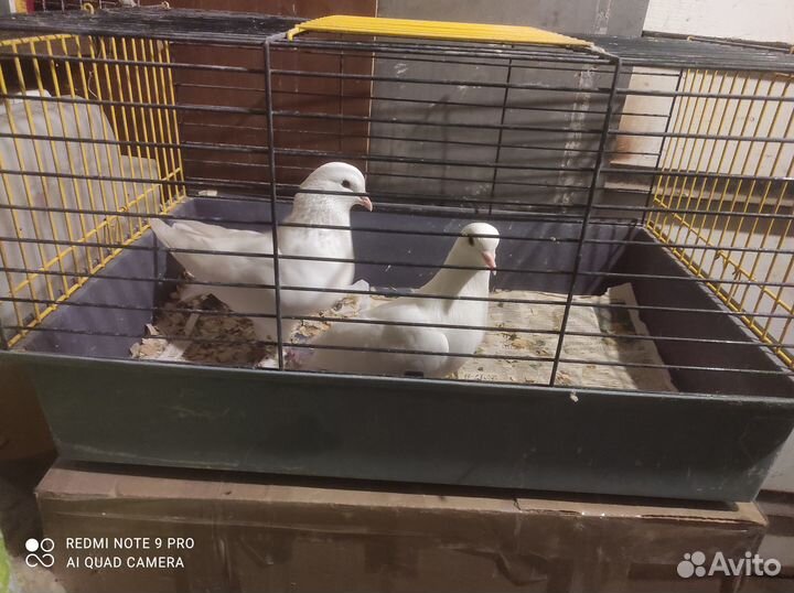 Продажа голубей