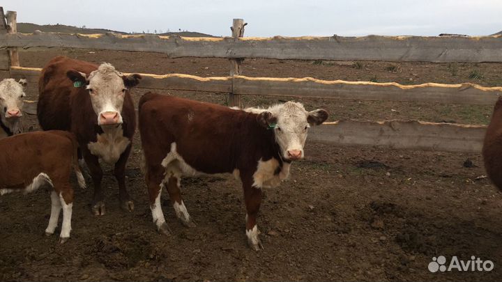 Телки 7-8 месяцев