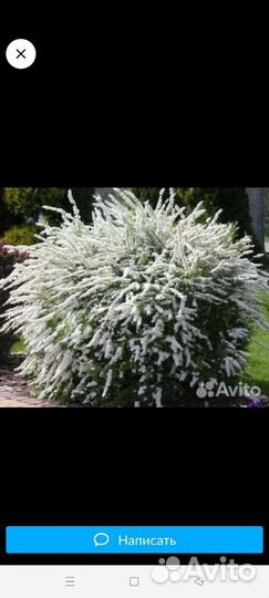 Цветущие кустарники