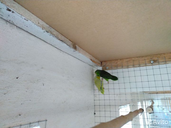 Попугаи разных пород,розелла,корелла,воробьиный