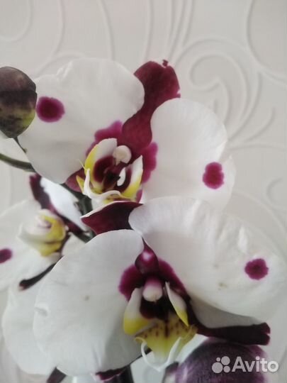 Орхидея фаленопсис