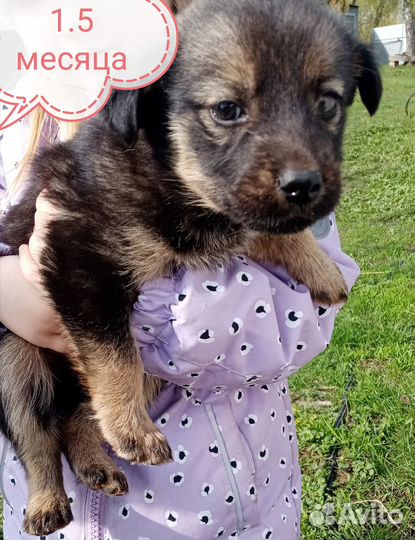 Отдам щенка. Девочка. Мать смесь лайки и хаски