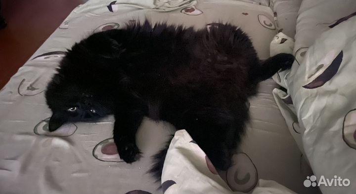 Отдам кота в добрые руки