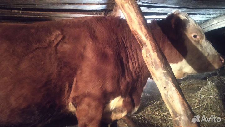 Новорождённого телёнка