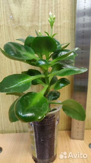 Каланхоэ декоративный, юкка, ктенанта