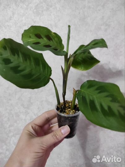 Портулакария Афра вариегатная