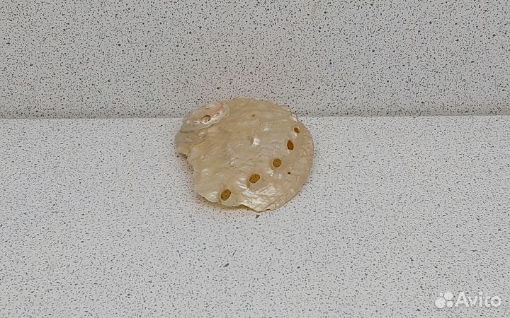 Халиотис перламутровый 5,7 ракушка раковина