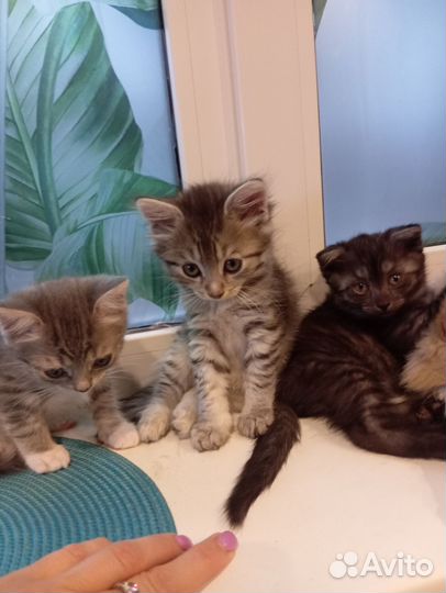 Котята в добрые руки приучены к лотку