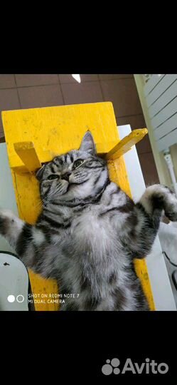 Стерилизация кошек и кастрация котов