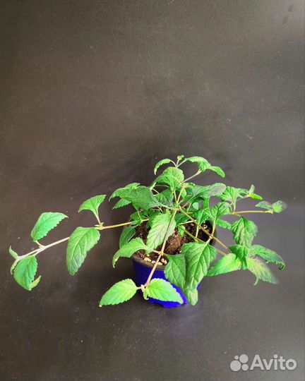 Липпия сладкая. Растение в горшке