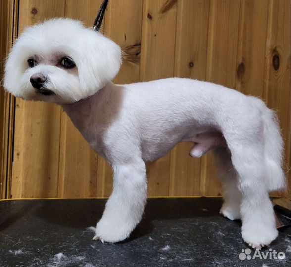 Стрижка собак, расчесывание, уход