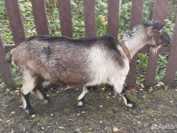 Нубийский козел