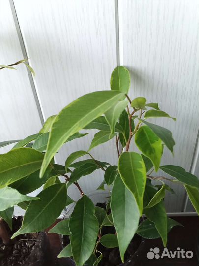 Хойя, фикусы