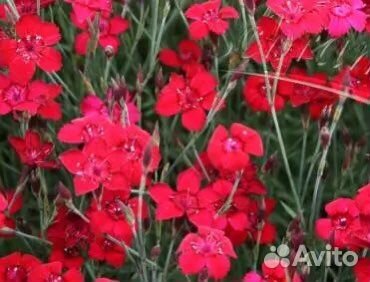 Гвоздика травянка почвопокровная