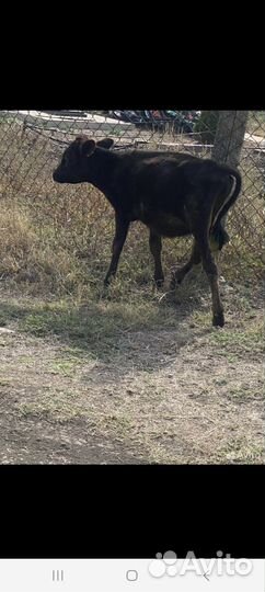 Бычок и телки