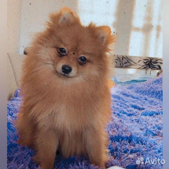 Померанский шпиц