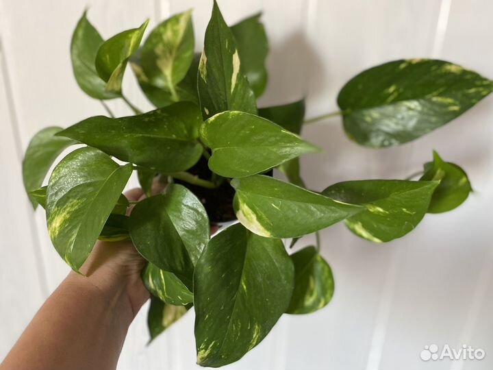 Эпипремнумы