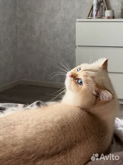 Британская шиншилла вязка