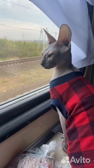 Кошка сфинкс