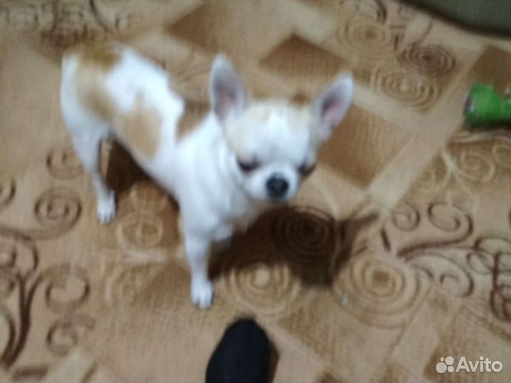 Чихуахуа для вязки