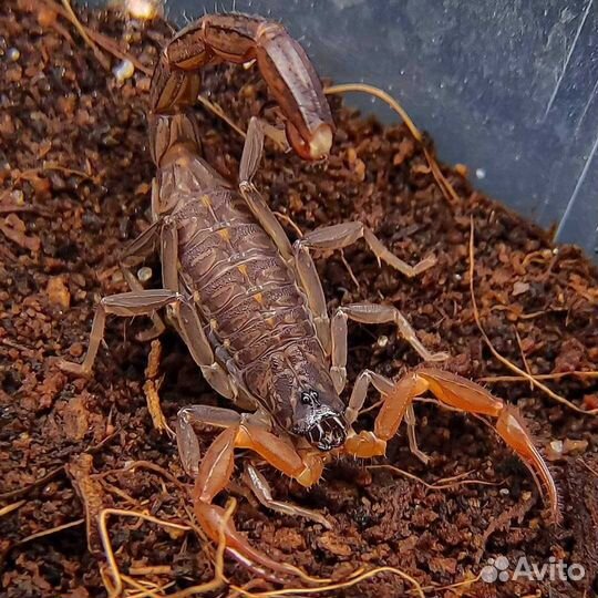 Мокрицы, Скорпионы, Аргентинский таракан, мыши