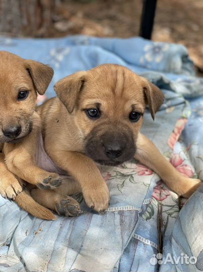 Маленькая собака