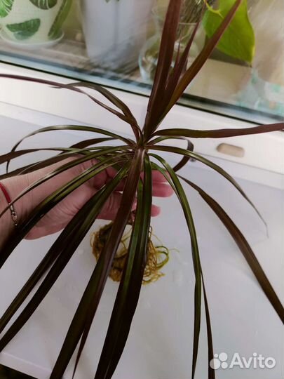 Драцена маргината