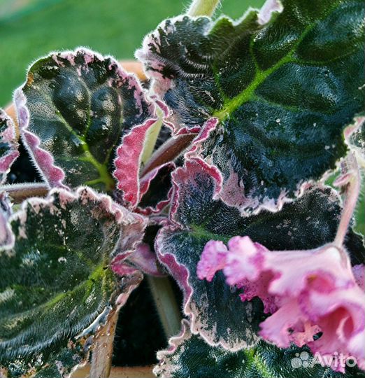 Фиалка цветущая