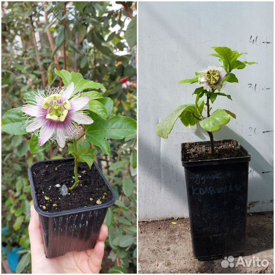 Пассифлоры сортовые плодоносящие
