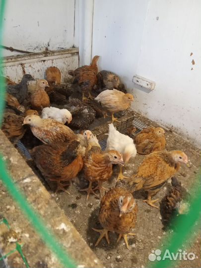 Цыплята от домашних кур 2 месяца