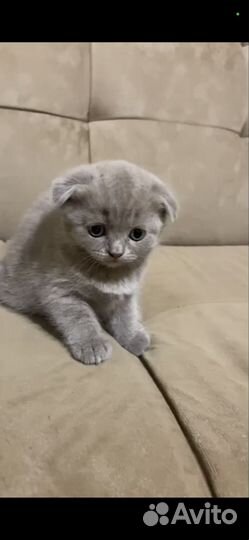 Шотландская