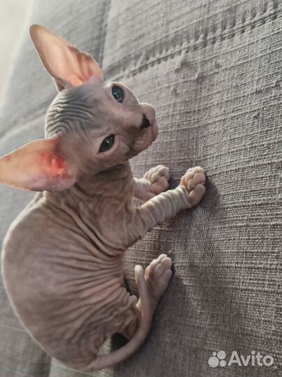 Донской сфинкс