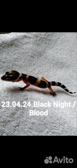 MS Black Night 50%