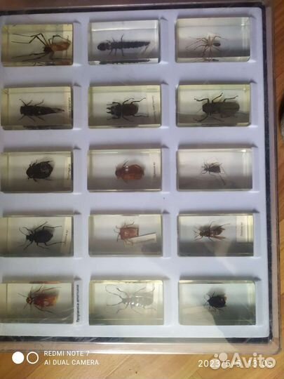 Коллекция насекомых
