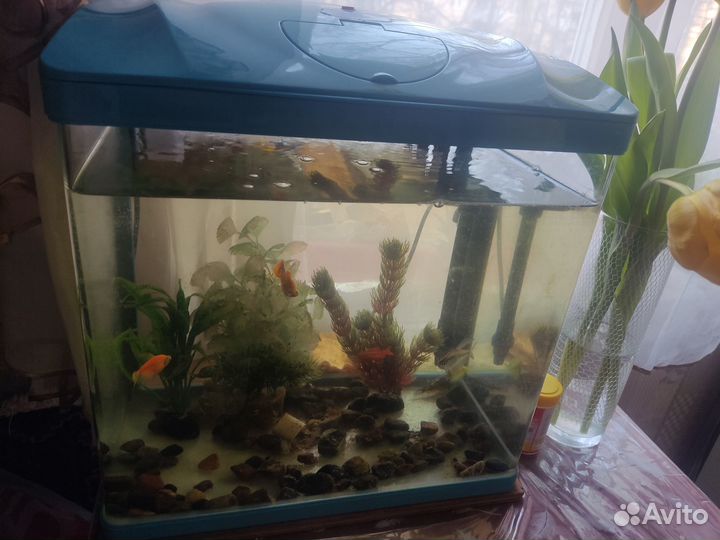 Продам аквариум с рыбками