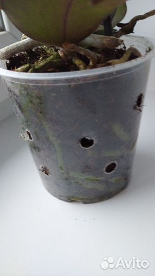 Орхидея фаленопсис Сапорита