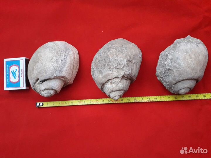 Окаменелость. Окаменелые раковины